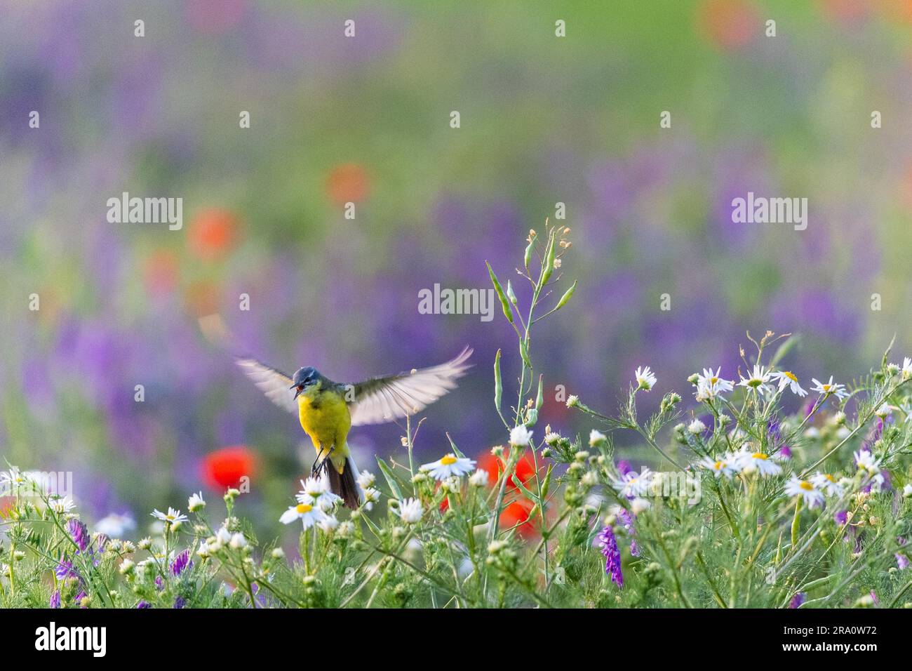 Western yellow wagtail (Motacilla flava), in a flower meadow with Corn Poppy (Papaver rhoeas), Poppy family (Papaveraceae), Otterswang, Pfullendorf Stock Photo