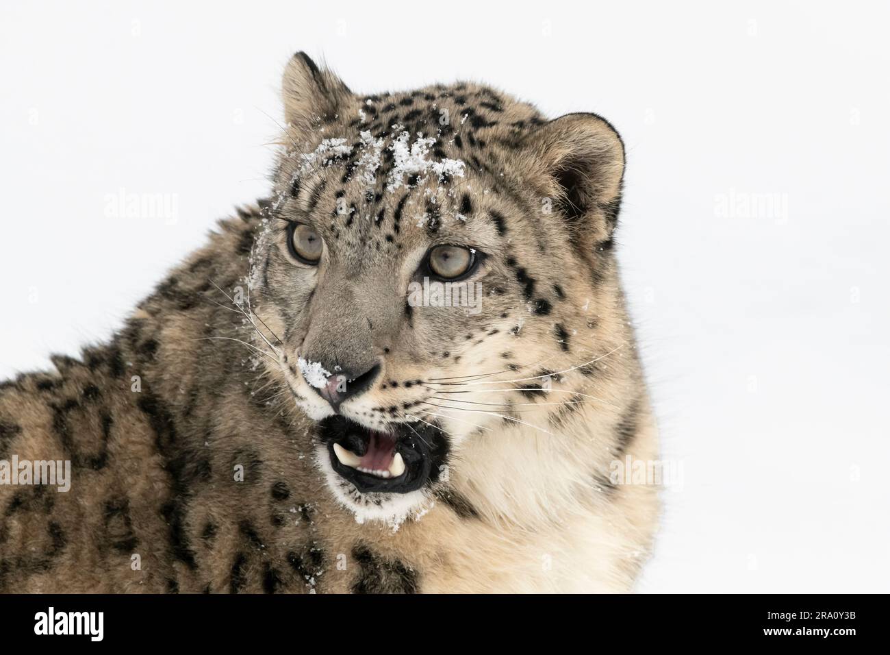Central and South Asia; Mountains; Winter; Wildlife; Camouflage