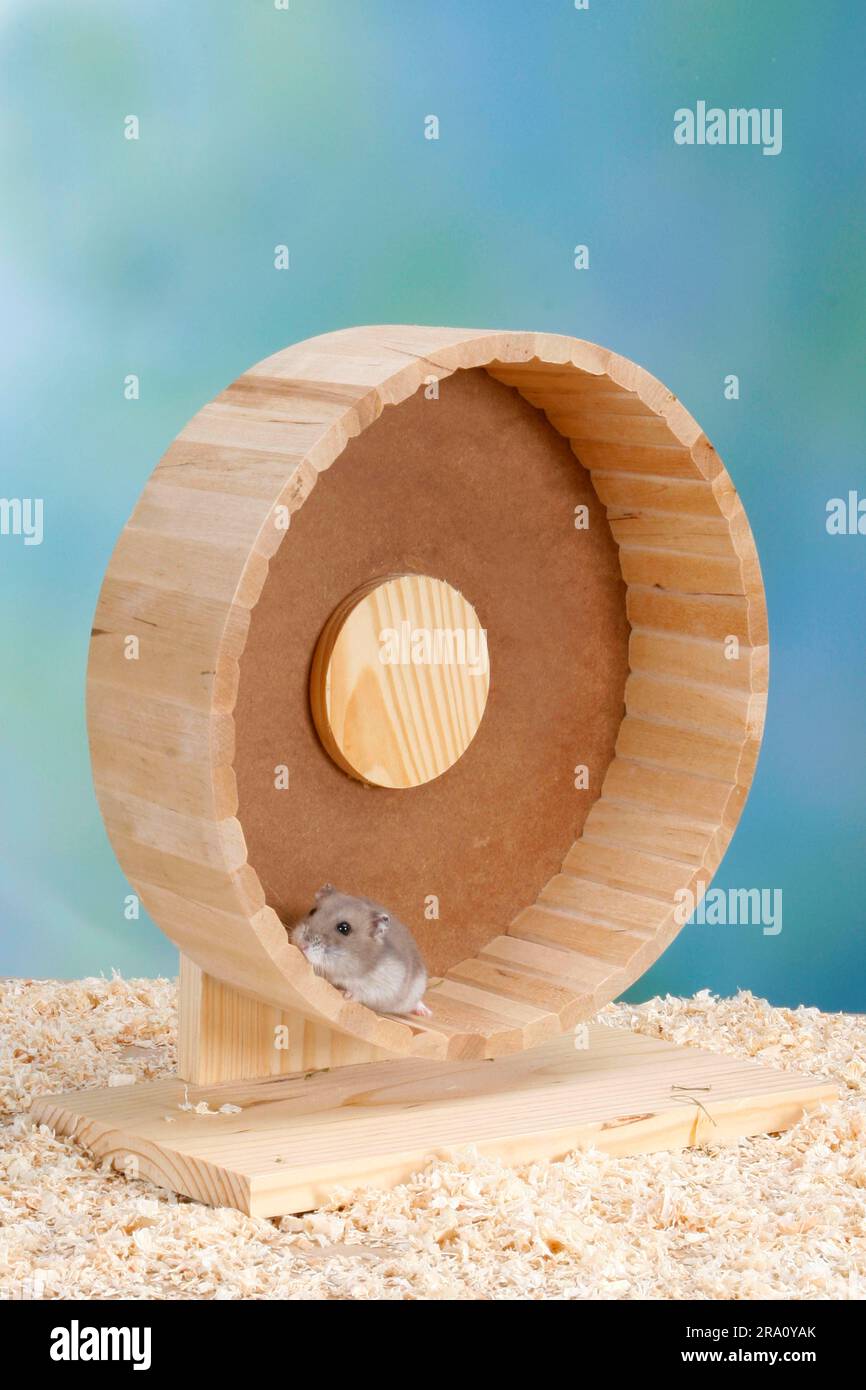 Hamster wheel hires stock photography and images Alamy