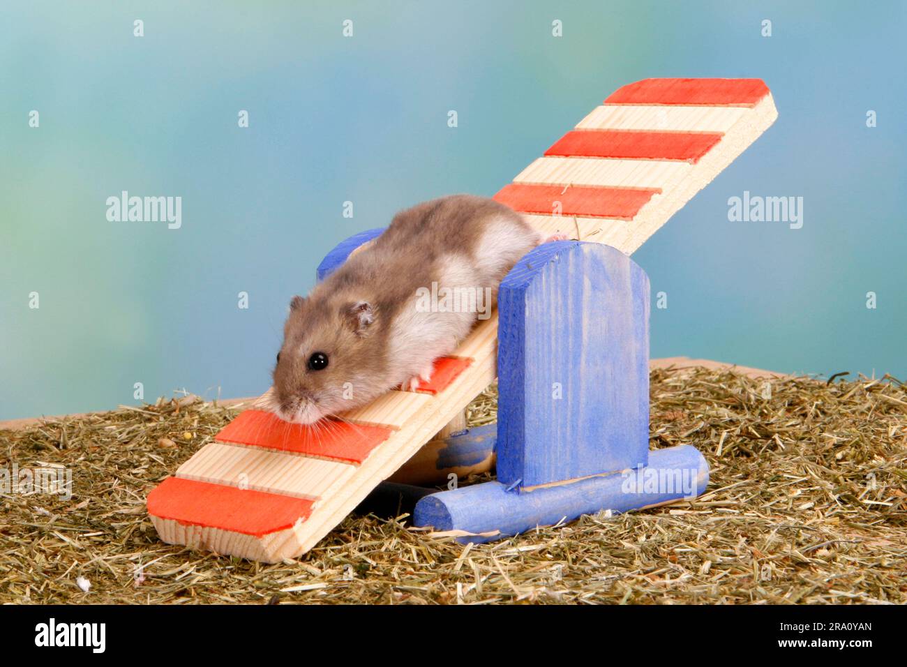Russian Dwarf Hamster on seesaw (Phodopus sungorus Stock Photo Alamy