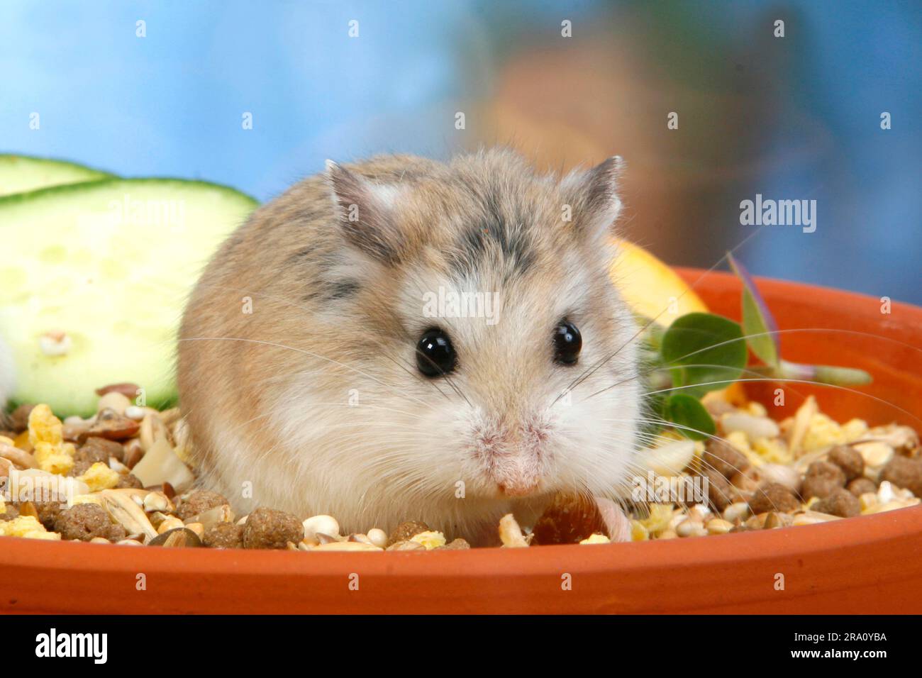 Roborovski Hamster (Phodopus roborovskii) in feeding bowl Stock Photo