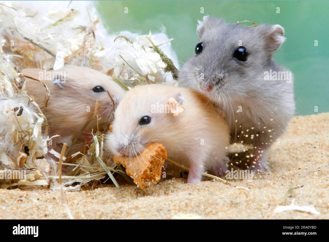 Djungarian hamster (Phodopus sungorus) and juveniles Stock Photo Alamy