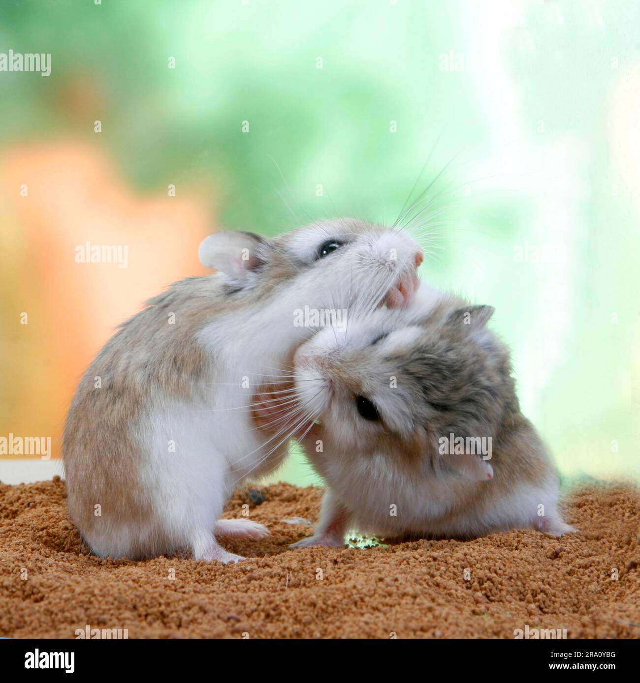 Roborovski (Phodopus roborovskii) Hamsters, pair Stock Photo