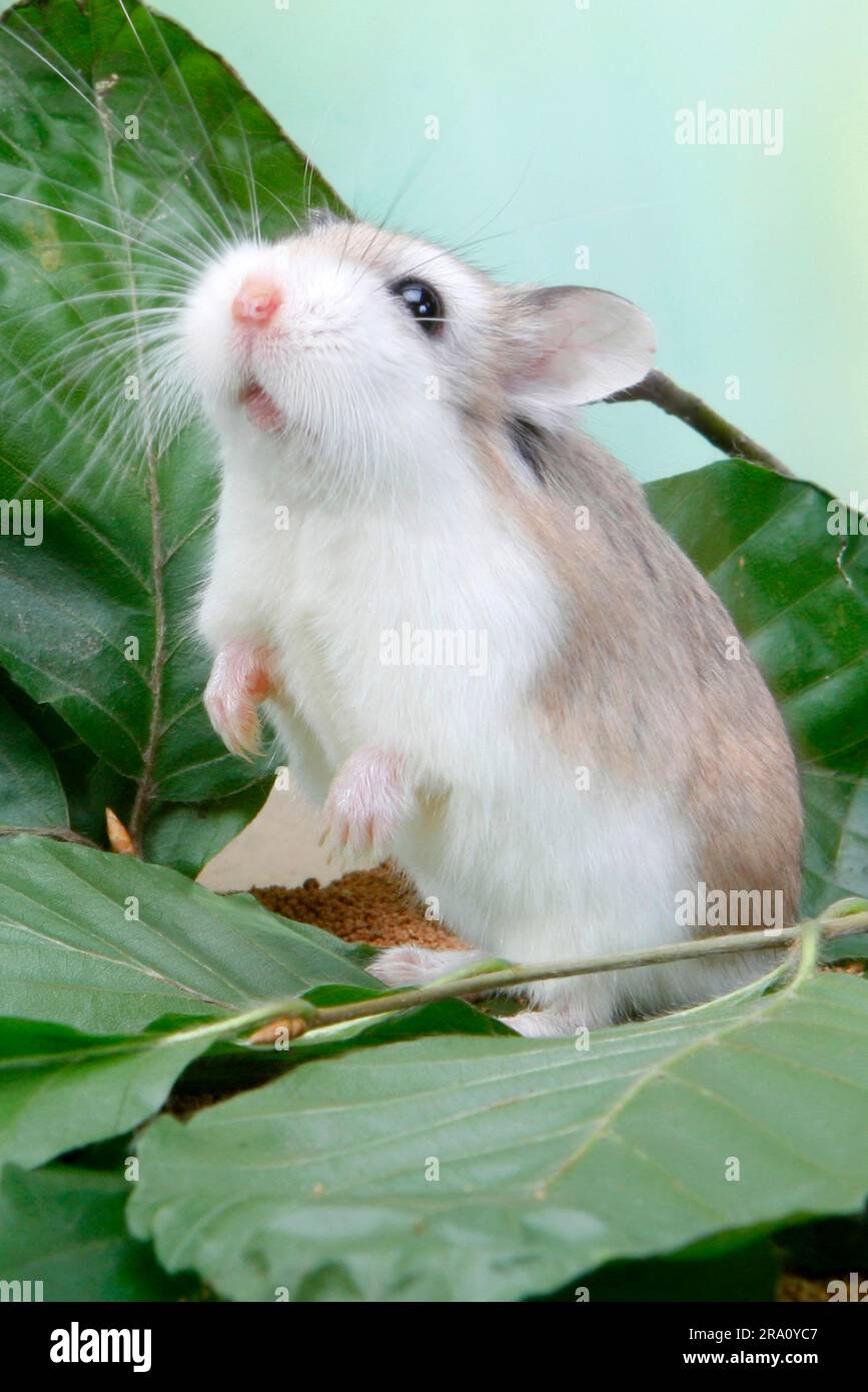 Roborovski dwarf hamster (Phodopus roborovskii) Stock Photo