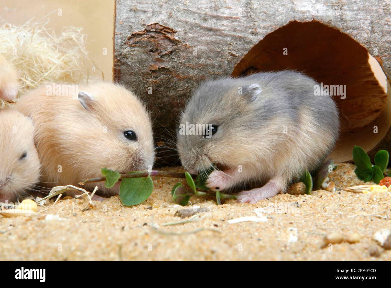 Young Russian Dwarf Hamsters (Phodopus sungorus Stock Photo Alamy