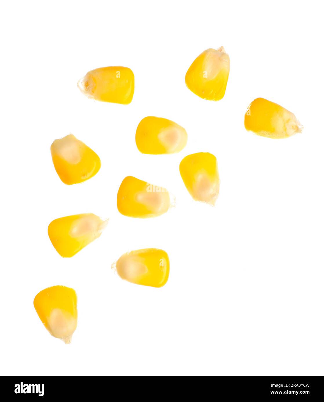 Fresh corn seeds on white background Stock Photo