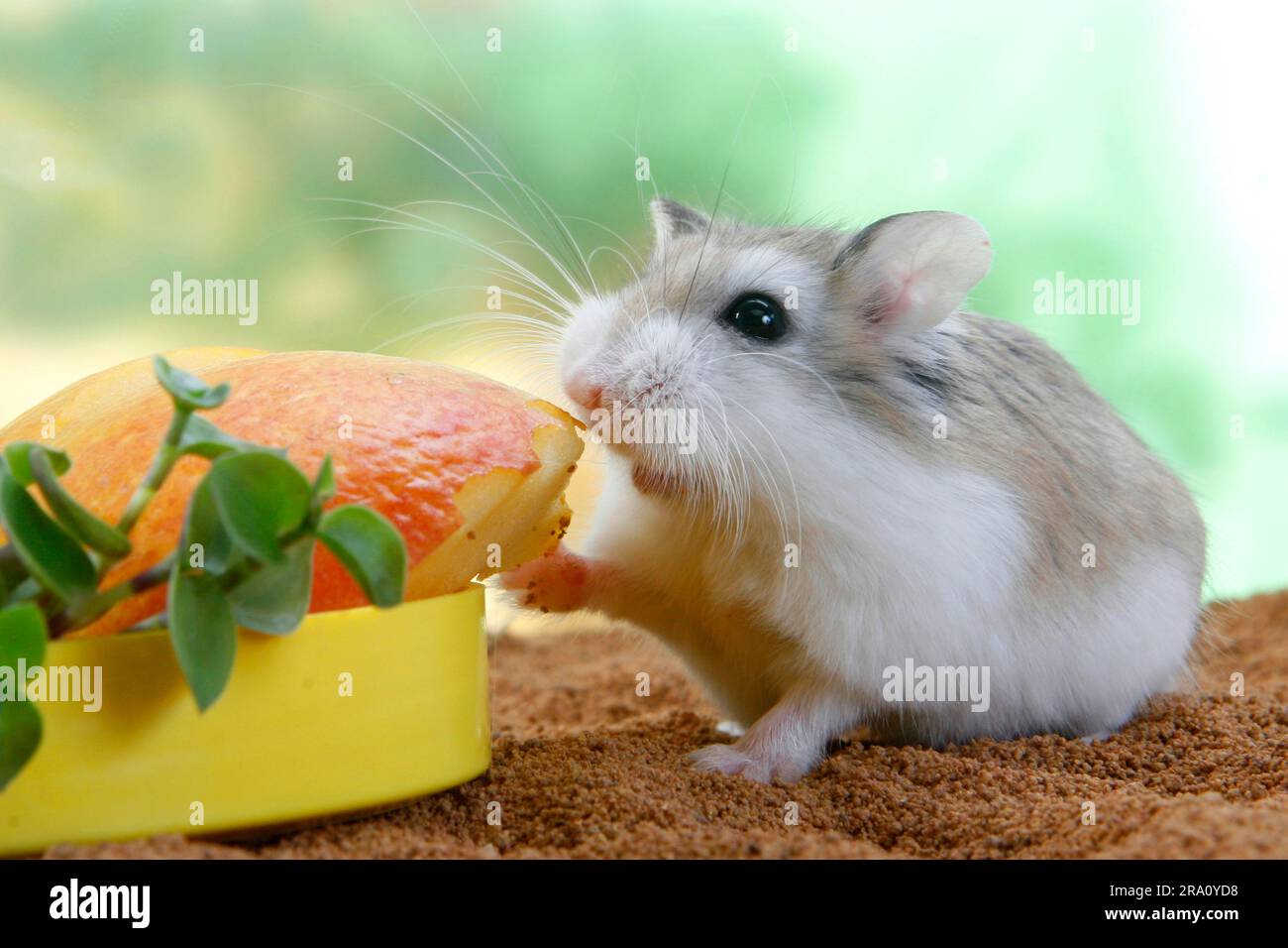 Roborovski Hamster (Phodopus roborovskii) at feeding bowl Stock Photo
