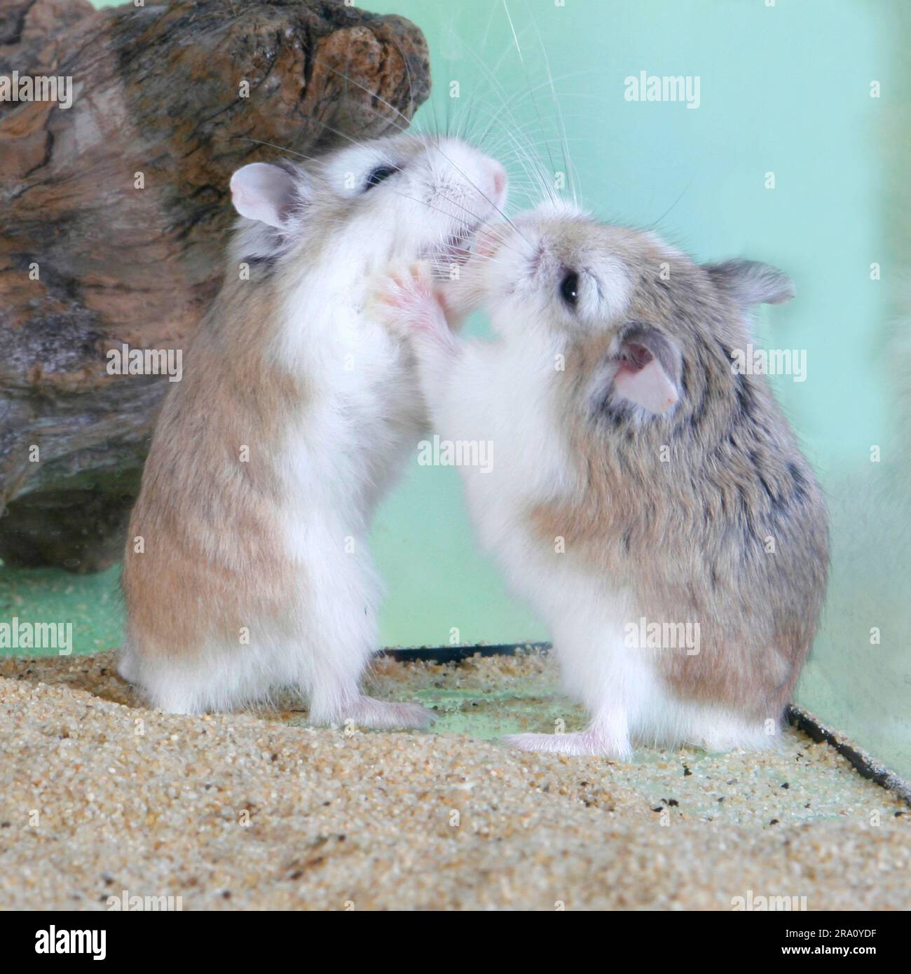 Roborovski (Phodopus roborovskii) Hamsters, pair Stock Photo