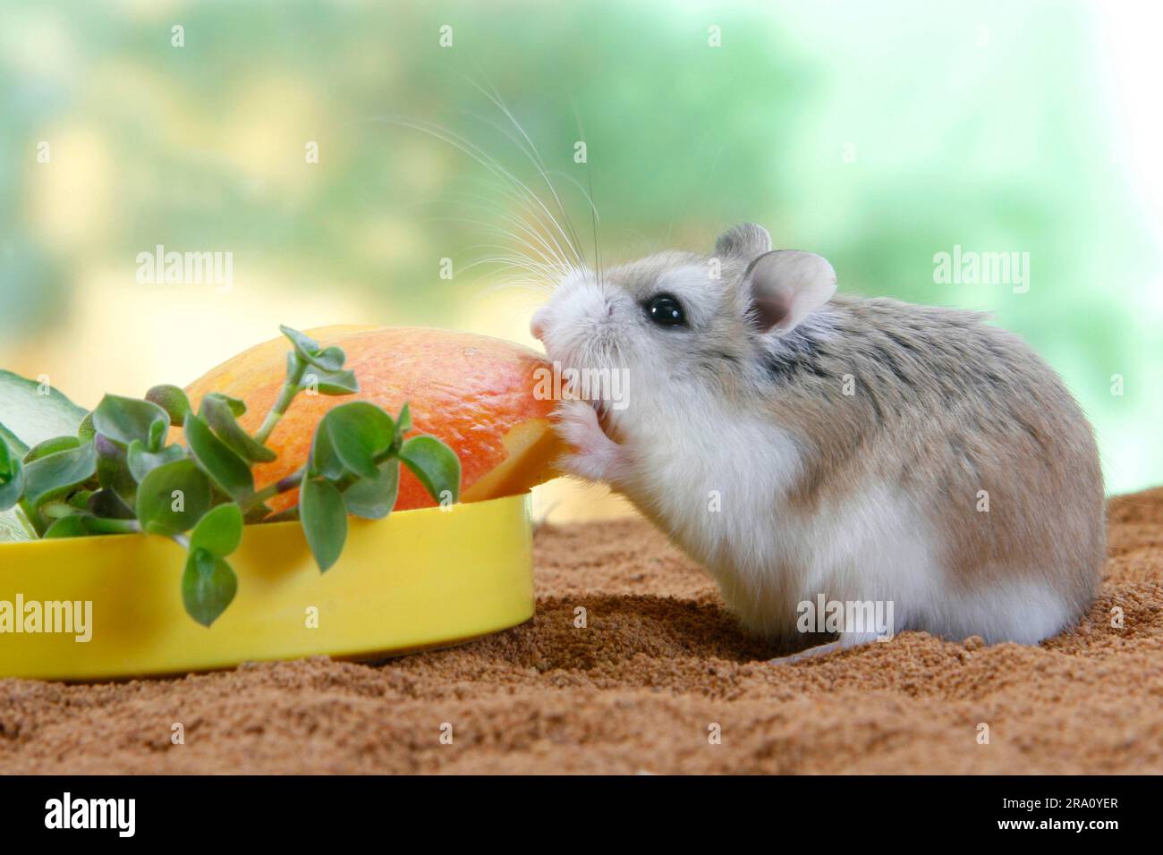 Roborovski Hamster (Phodopus roborovskii) at feeding bowl, side Stock Photo