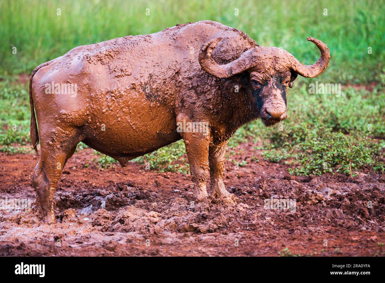 Cape buffalo (Syncerus caffer), Hluhluwe-Imfolozi Game Reserve