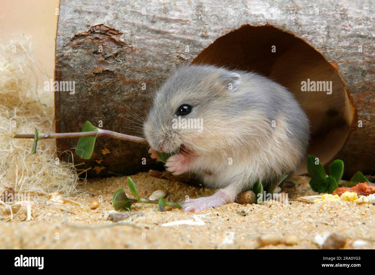 Young Russian Dwarf Hamster Phodopus sungorus Stock Photo Alamy