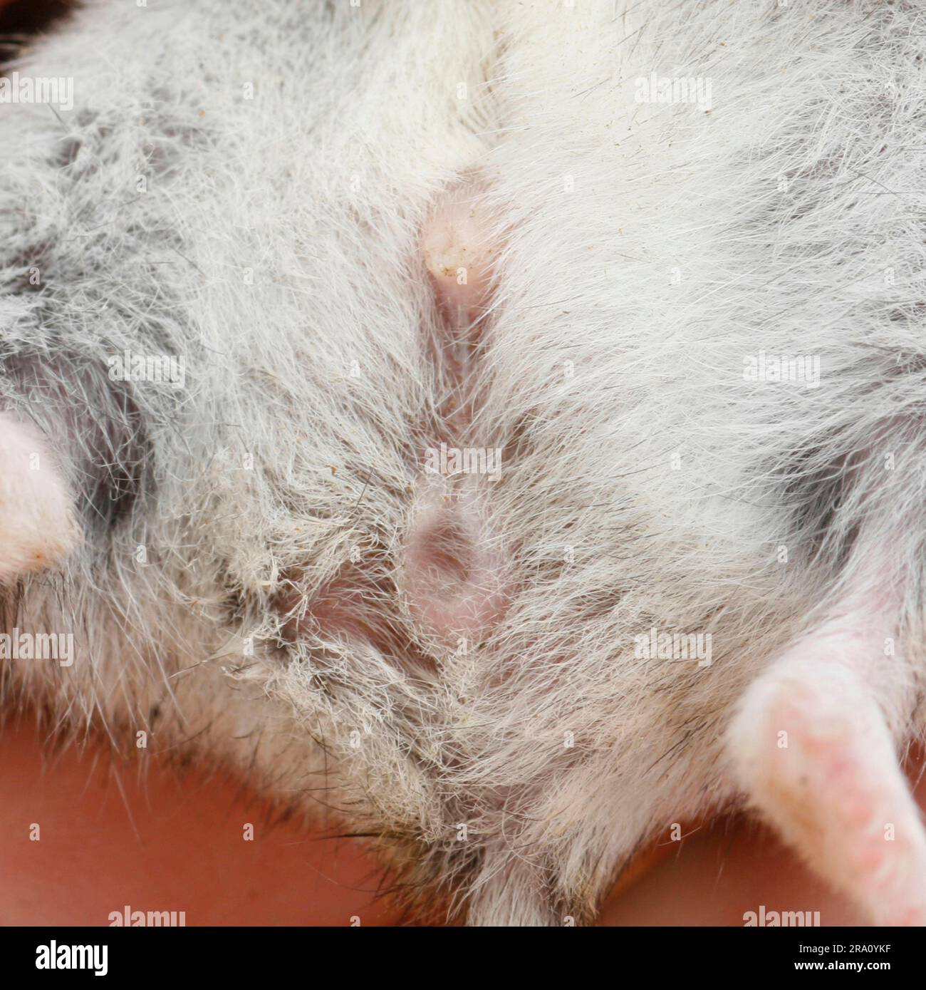 Djungarian hamster (Phodopus sungorus), male, genitalia Stock Photo