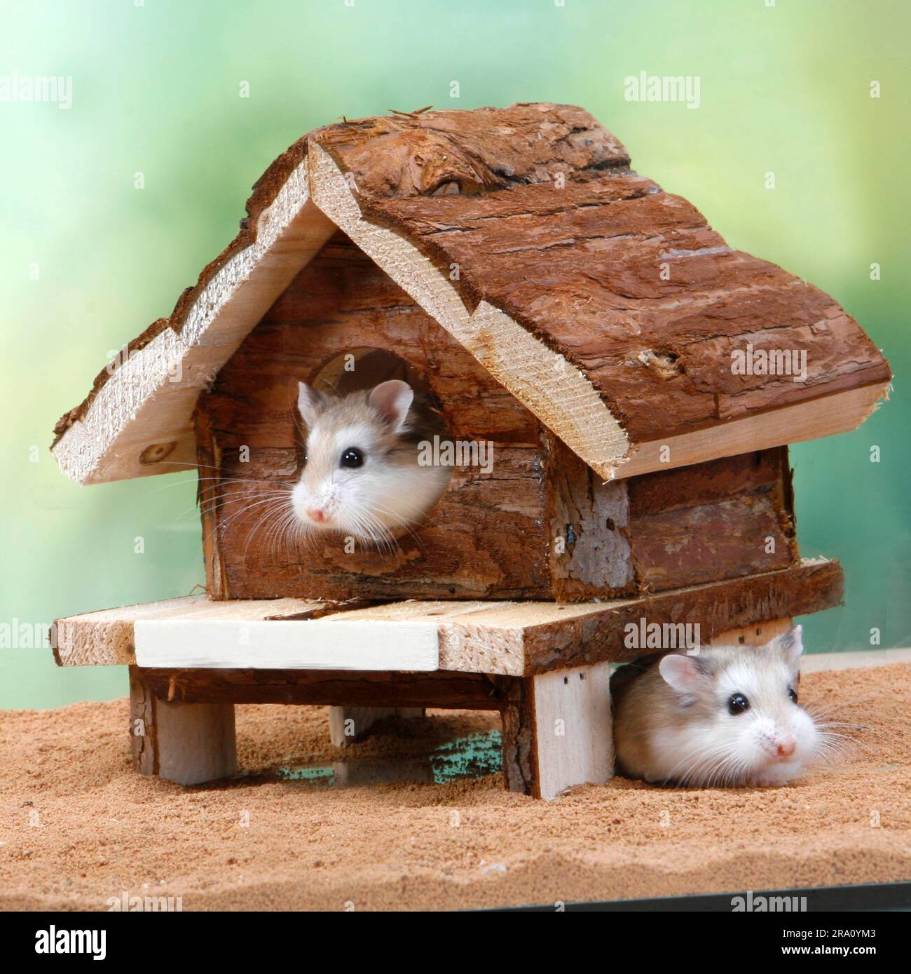 Roborovski dwarf hamster (Phodopus roborovskii) Stock Photo