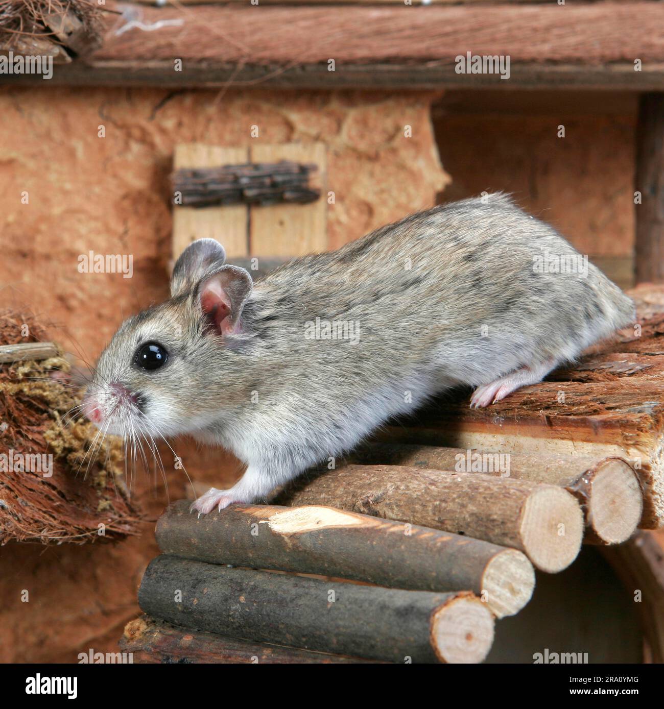 Chinese Dwarf Hamster (Cricetulus griseus), Chinese Striped Hamster
