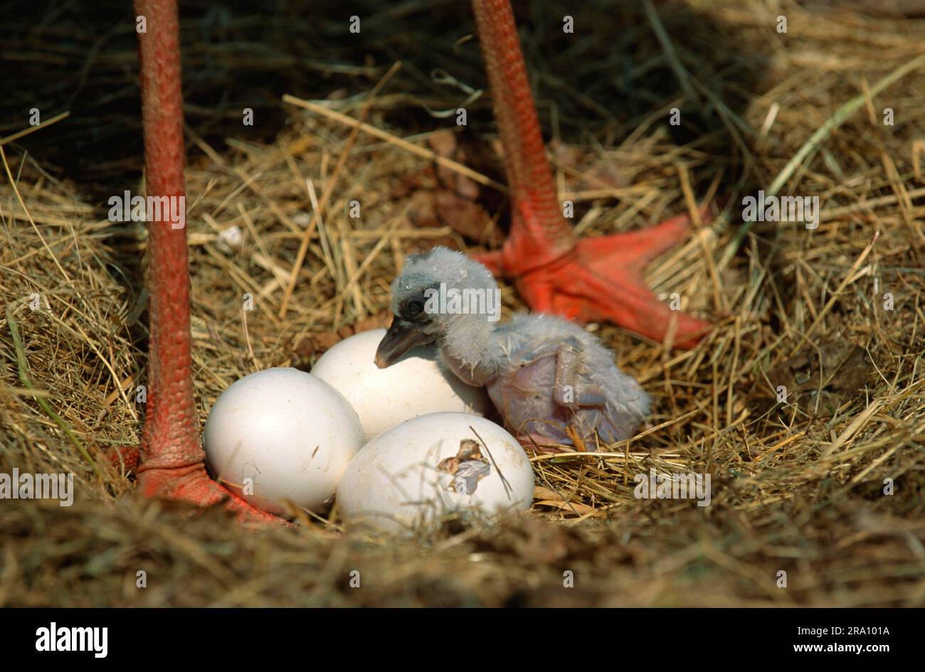 https://c8.alamy.com/comp/2RA101A/white-stork-ciconia-ciconia-freshly-hatched-chick-and-eggs-in-nest-alsace-france-2RA101A.jpg