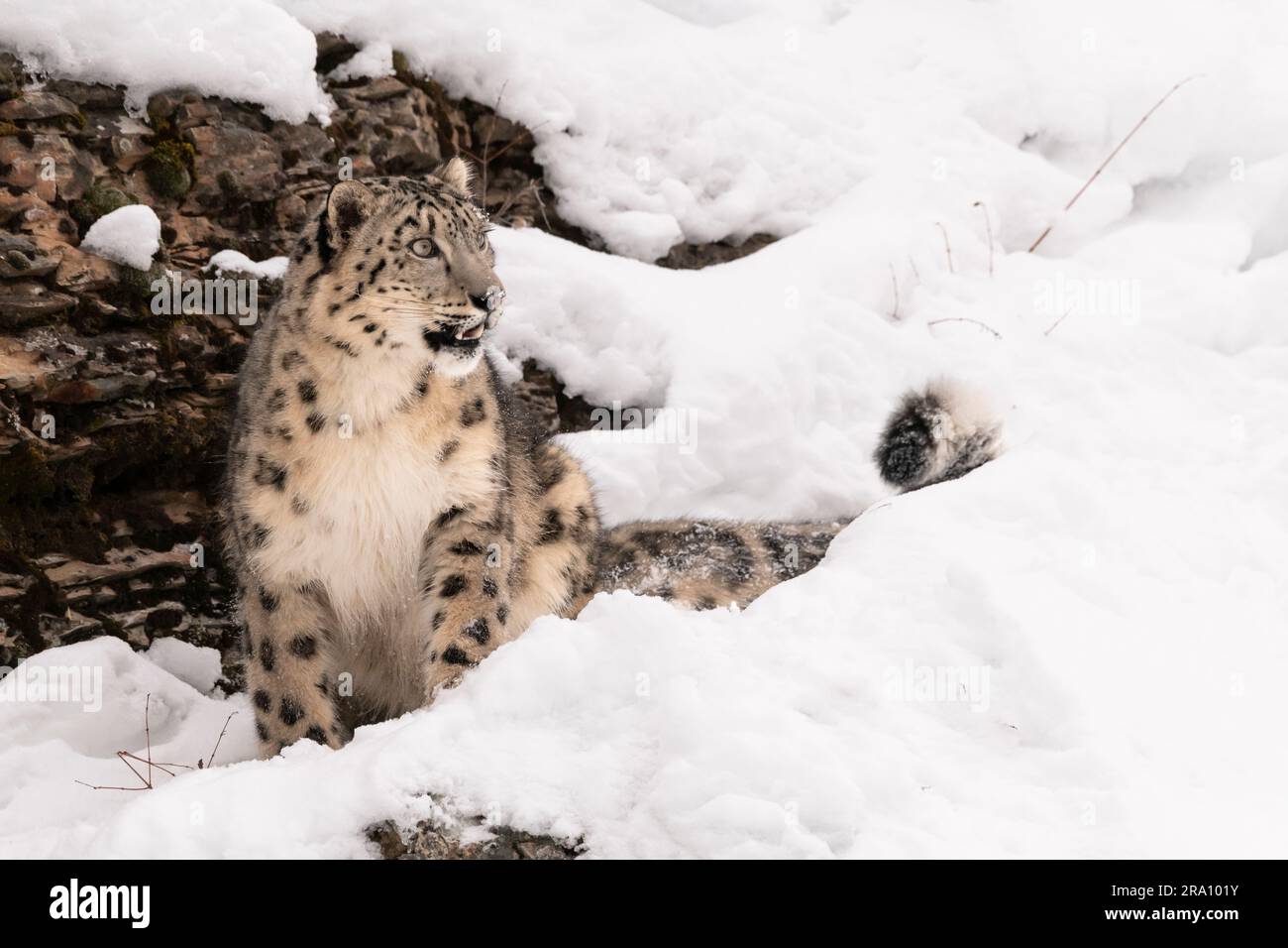 Central and South Asia; Mountains; Winter; Wildlife; Camouflage