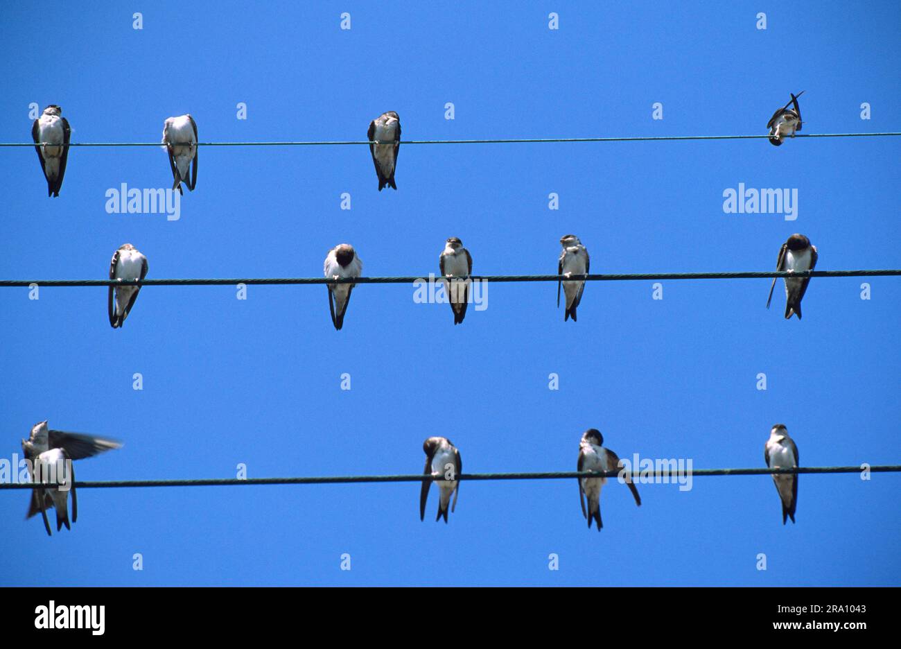 Common house martins (Delichon urbica) on telephone lines, swallow