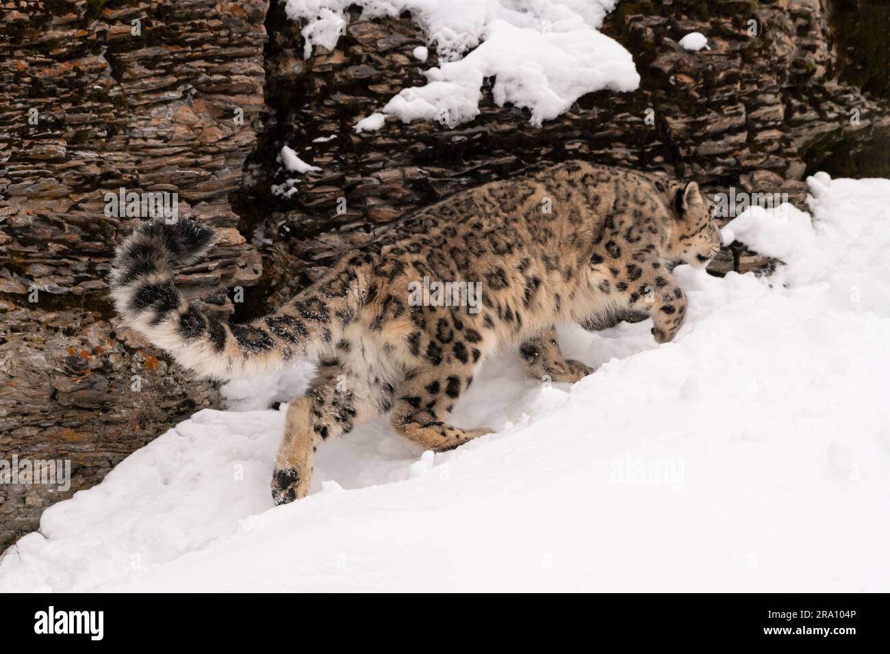 Central and South Asia; Mountains; Winter; Wildlife; Camouflage