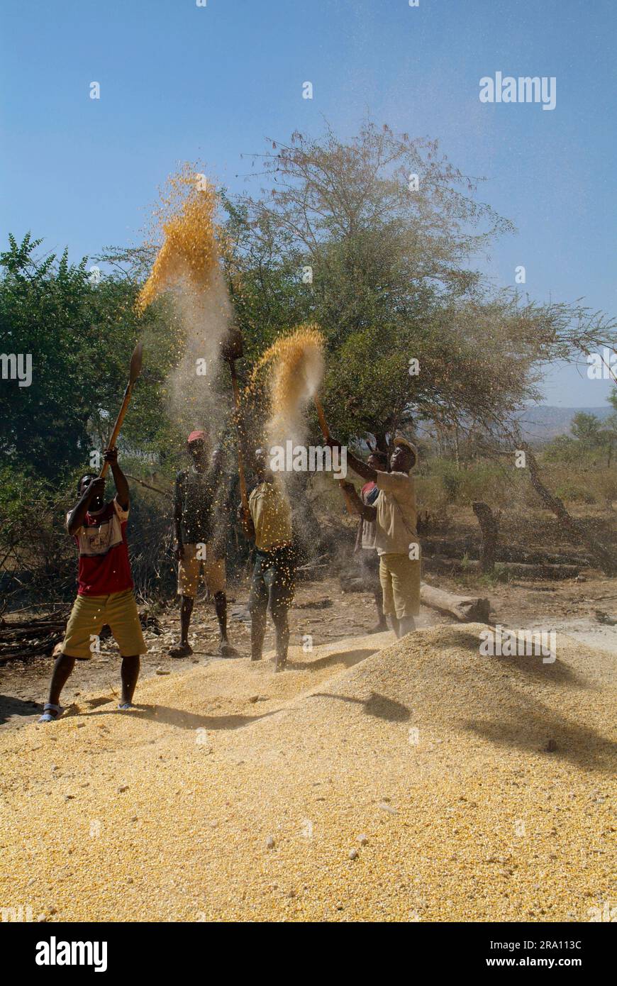 Sorghum harvest, separating wheat from chaff, southern Ethiopia, millet, sorghum millet, grain millet, sorghum millet Stock Photo