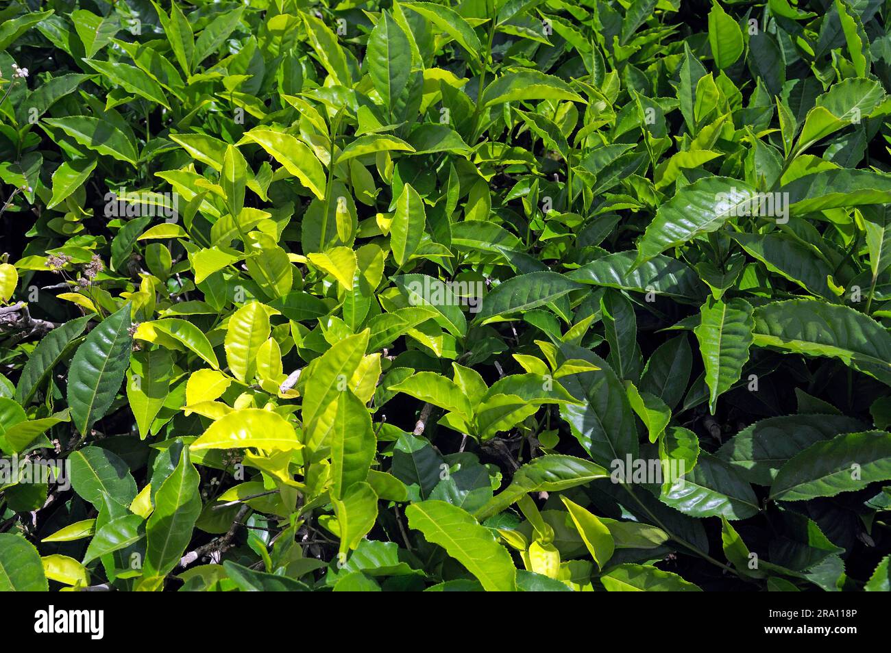 Fresh shoots on tea plant, Daintree National Park, Queensland, Australia Stock Photo