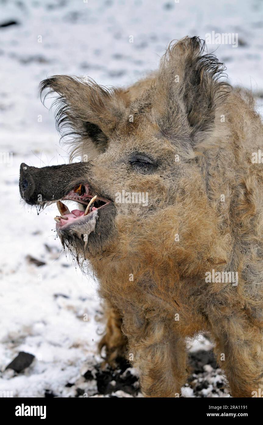 Mangalitsa hi-res stock photography and images - Alamy