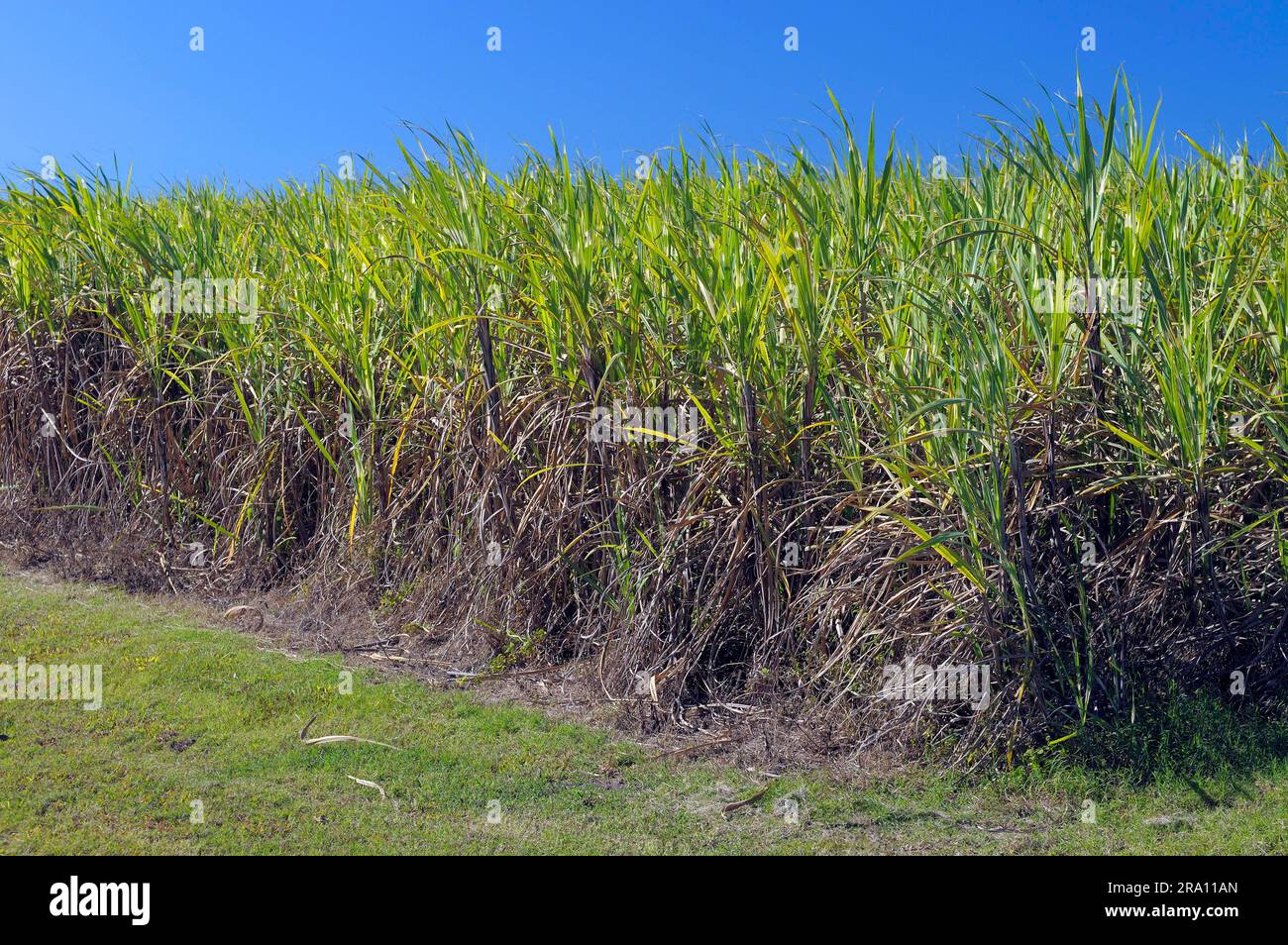 Sugar cane field, plantation, Queensland, Australia Stock Photo Alamy