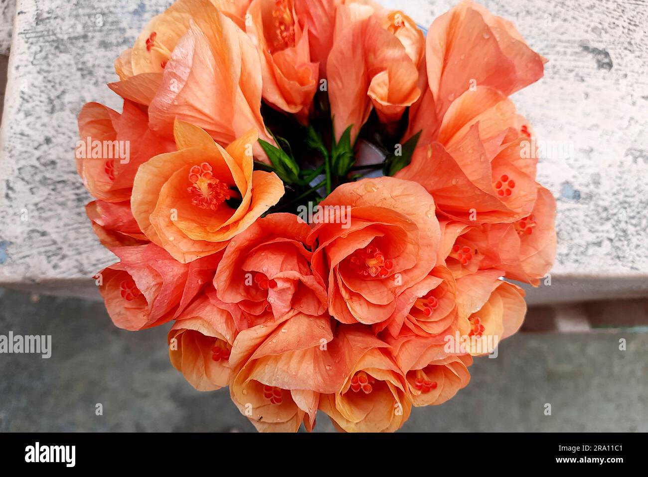 Pink hibiscus flowers hi-res stock photography and images - Alamy