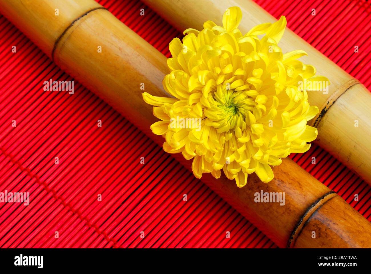 Chrysanthemum (Chrysanthemum), Flower on bamboo sticks, bamboo stick, bamboo Stock Photo
