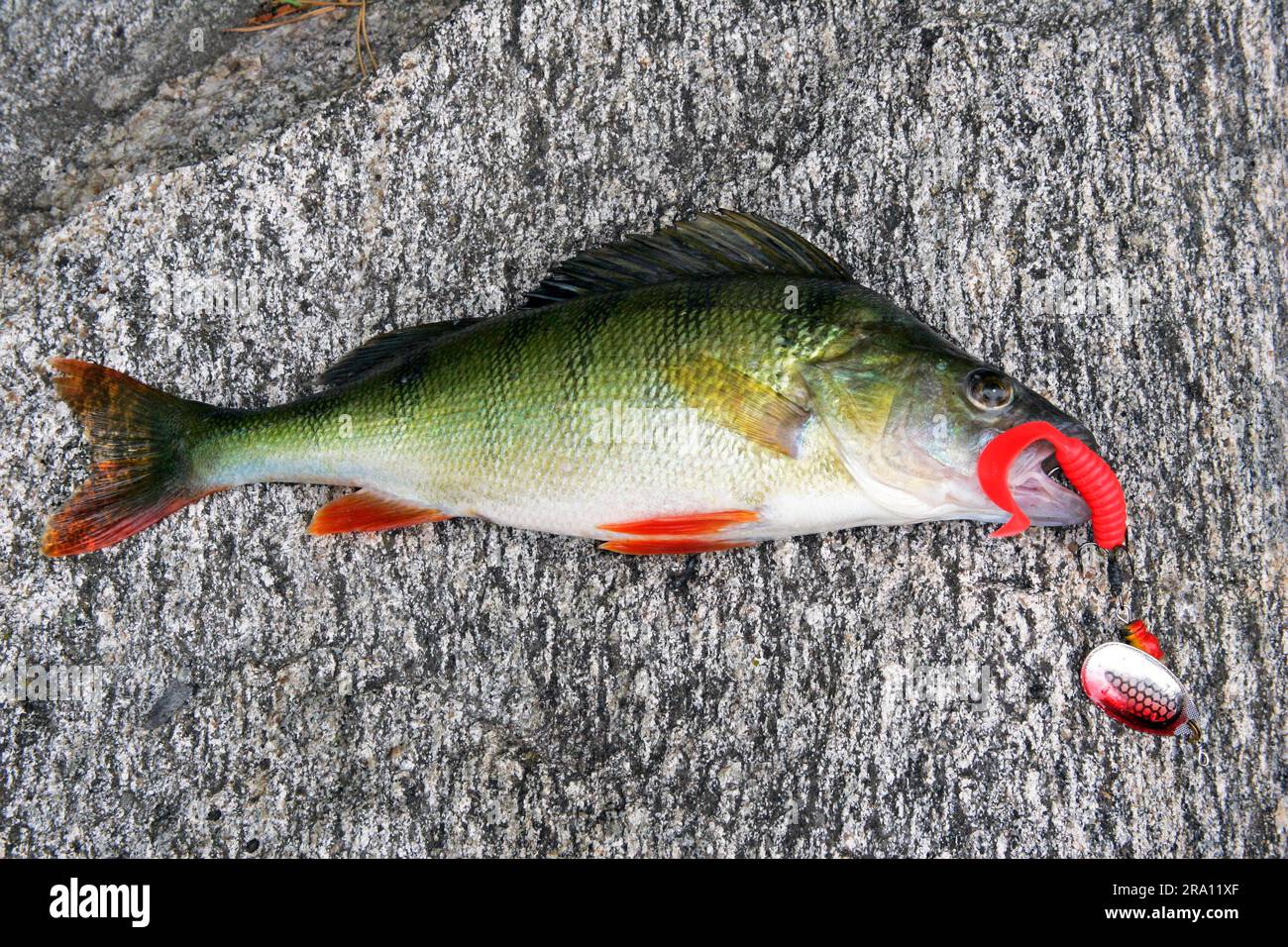 Dead bait hi-res stock photography and images - Alamy