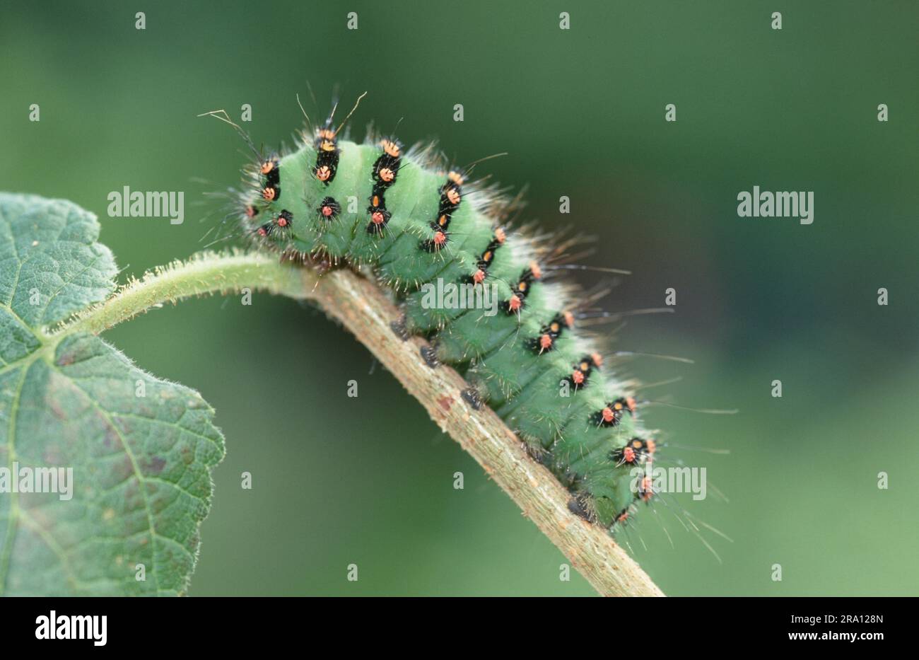 Small emperor moth (Saturnia pavonia), caterpillar Stock Photo - Alamy