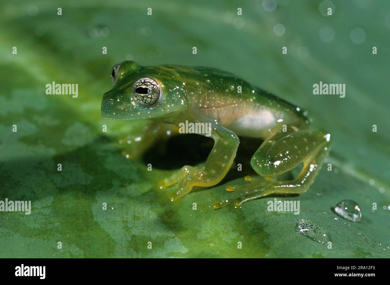 Glass frog (Cochranella granulosa), Nicaragua Stock Photo Alamy