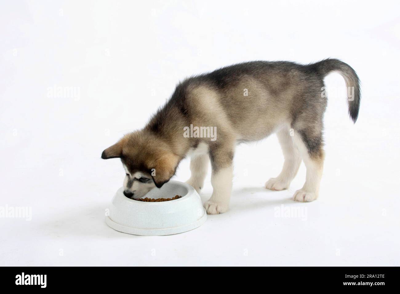 Malamute puppy food hotsell