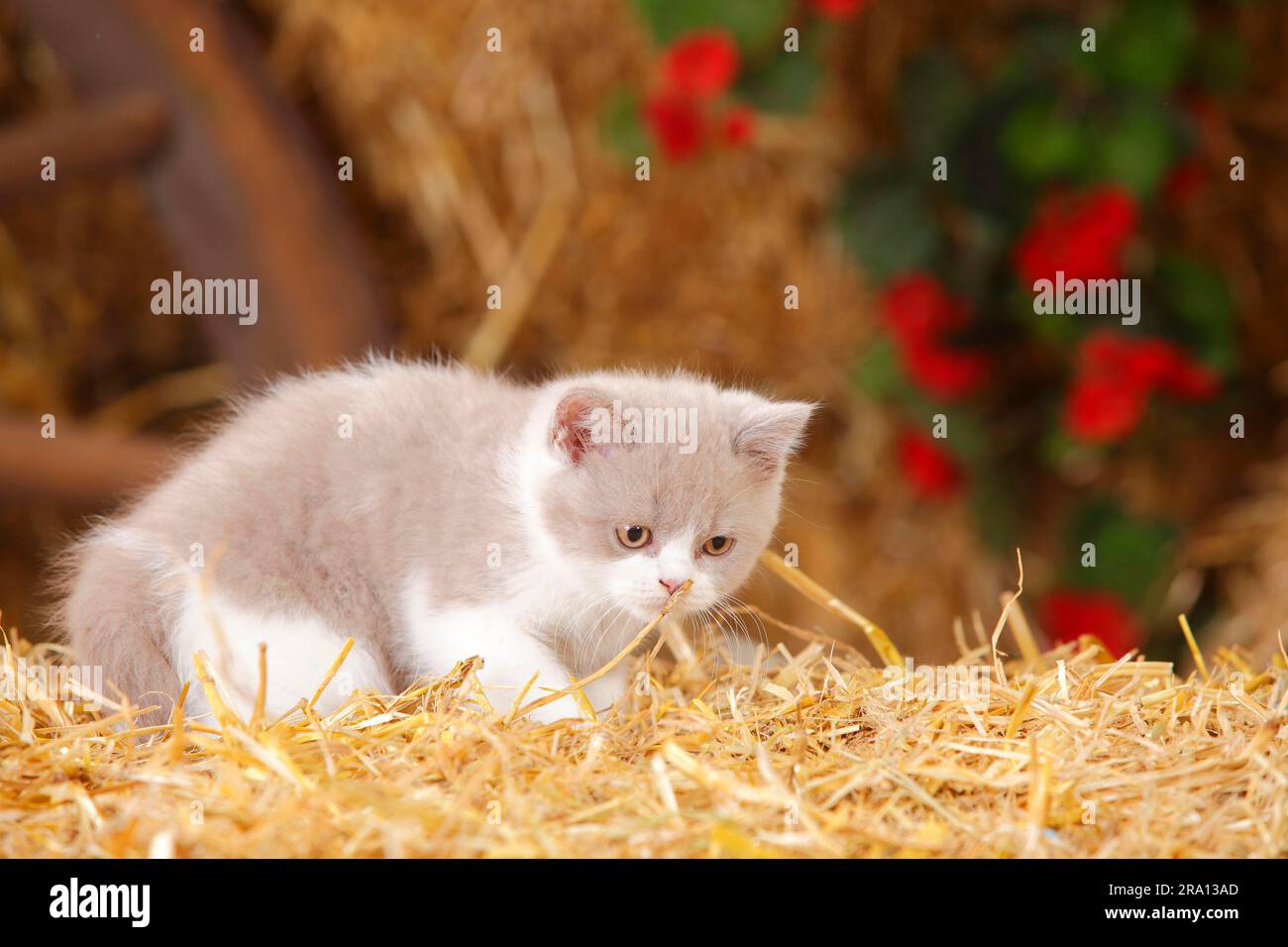 British shorthair cat, kitten, 10 weeks, lilac-white Stock Photo