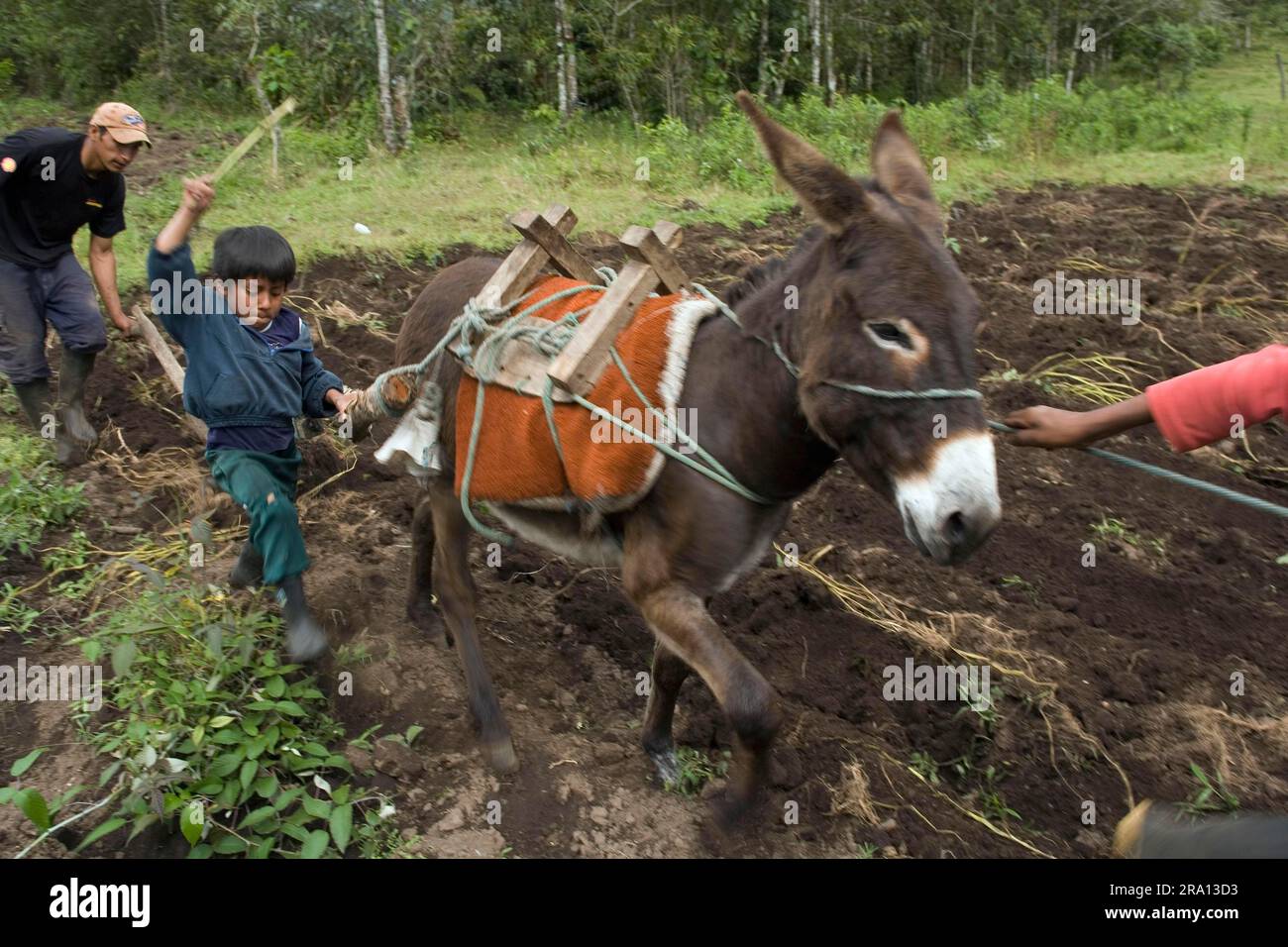 Farmers ploughing with a donkey, Casarpamba, Imbabura province, Ecuador, donkey, plough Stock Photo