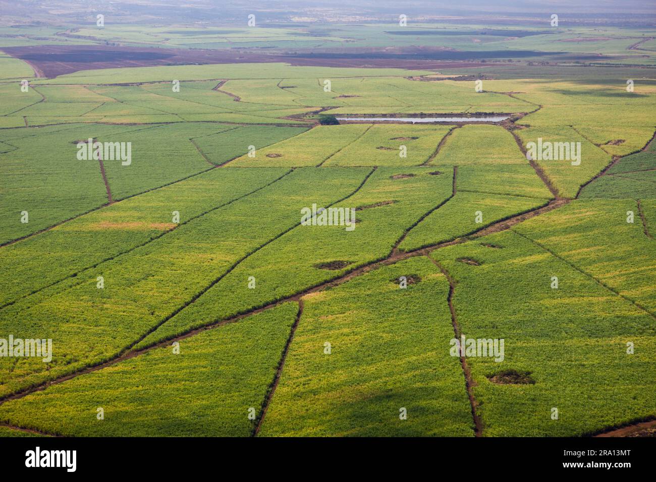 Sugar cane fields, Maui Island, Hawaii, sugar cane, USA Stock Photo Alamy