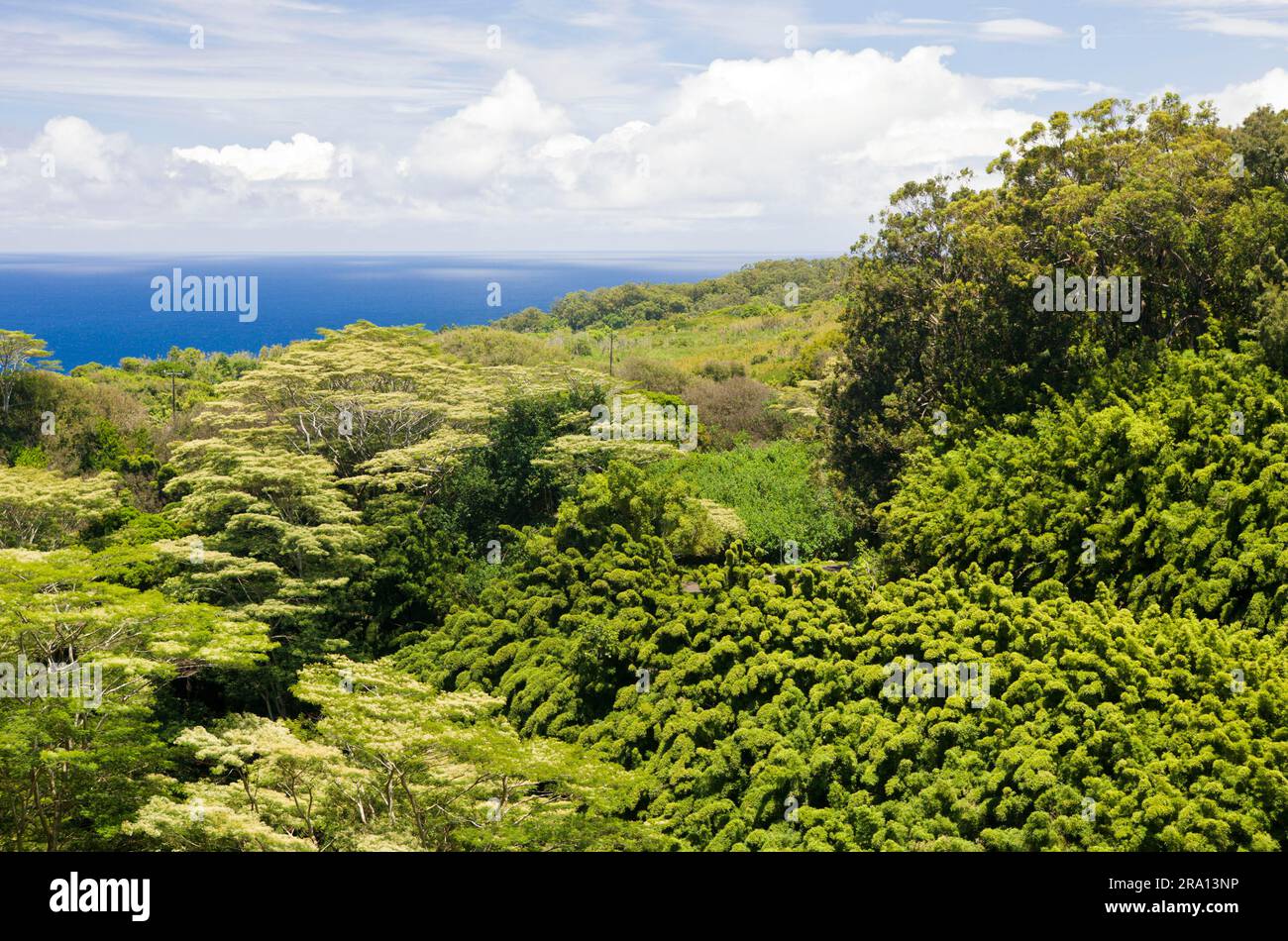 Bamboo forest on road to Hana, Maui Island, Hawaii, Bamboo, USA Stock