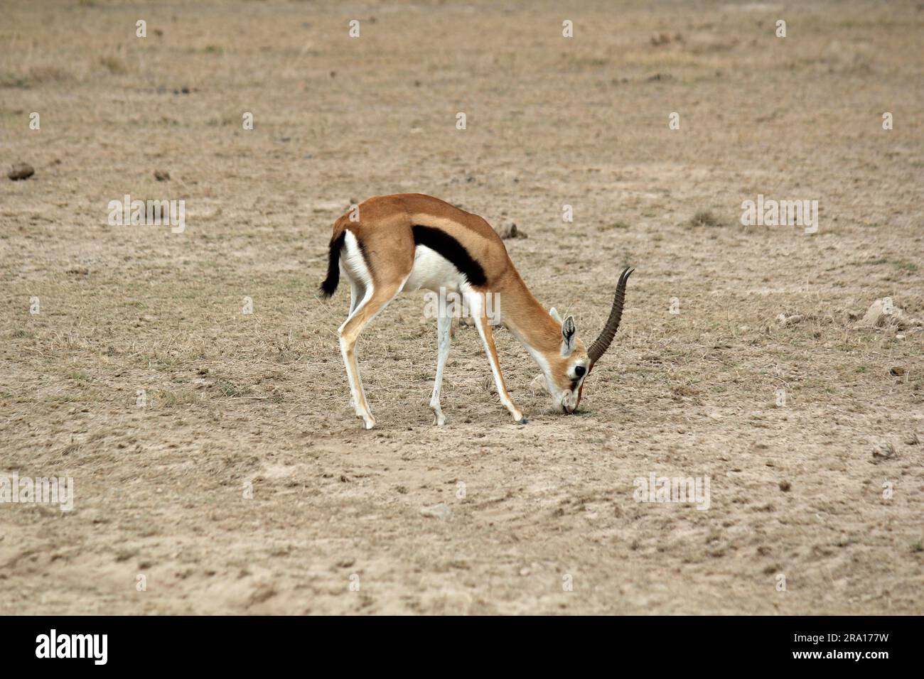 Vigilant gazelle hi-res stock photography and images - Alamy
