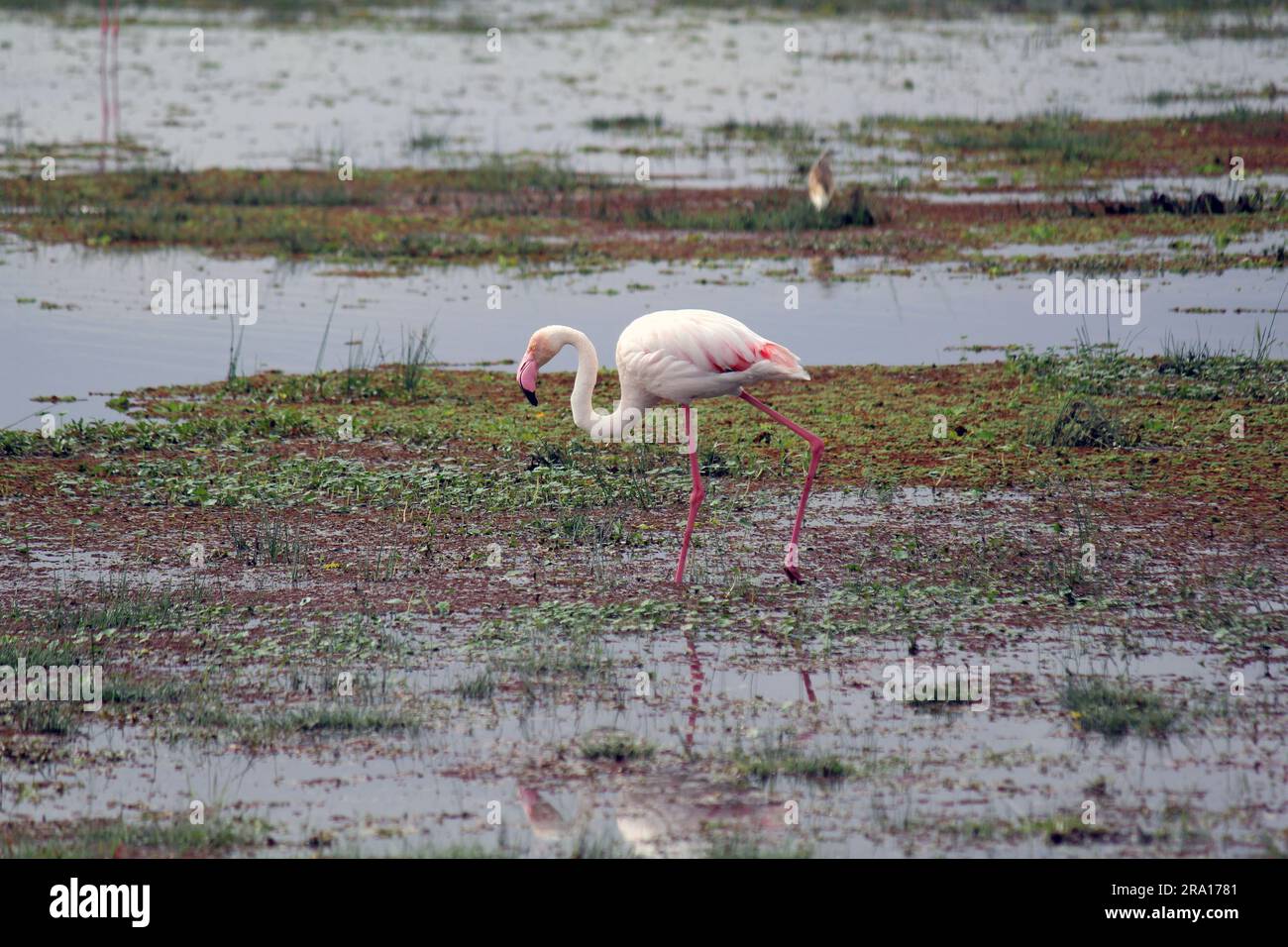 Lesser Flamingo on Lake Amboseli in Amboseli National Park Stock Photo