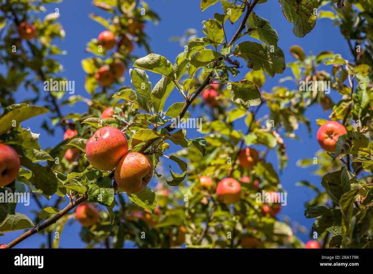 botany, mature apples in the meadow with scattered fruit trees near