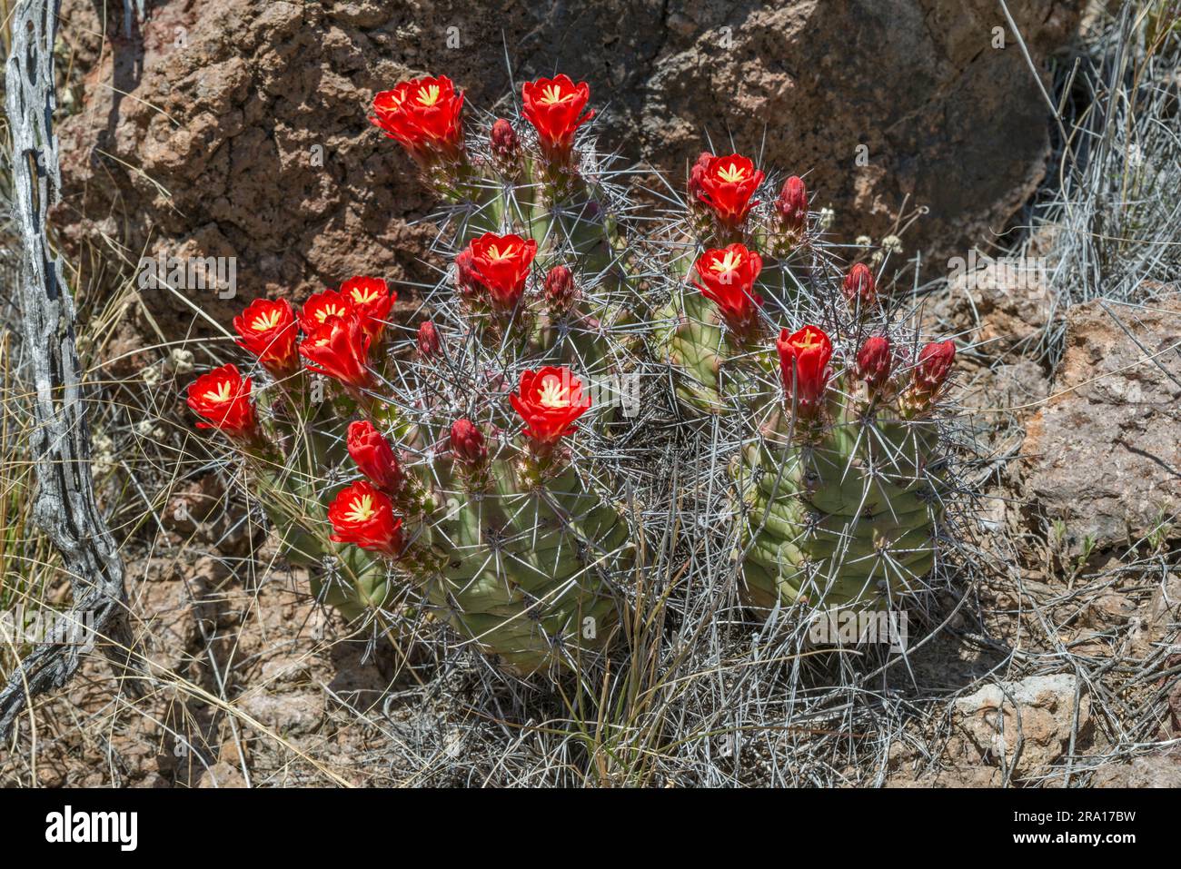 Claret cup cactus in bloom, Chihuahuan Desert, Big Bend Ranch State Park, Texas, USA Stock Photo