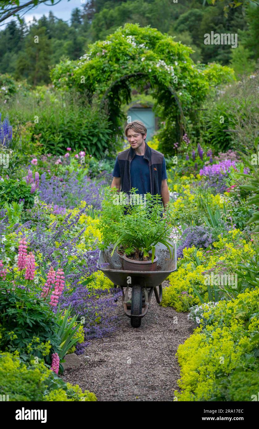 29th June 2023 Carolside garden, Earlston, Scottish Borders, Scotland. Weather, colour, gardens. Views of the shapes and colours of the historic Carolside garden near Earlston in the Scottish Borders. Pic shows gardener Glen Frizzle at work with his wheelbarrow admiring the colours of the gardens. Carolside garden has been cultivated for over 200 years. Today it is best known for its soft and delicate herbaceous planting, striking Delphinium beds and subtle colour schemes, its design of rooms with a Secret garden, Winter garden and Herb garden backed in espaliered pear trees and yellow an Stock Photo