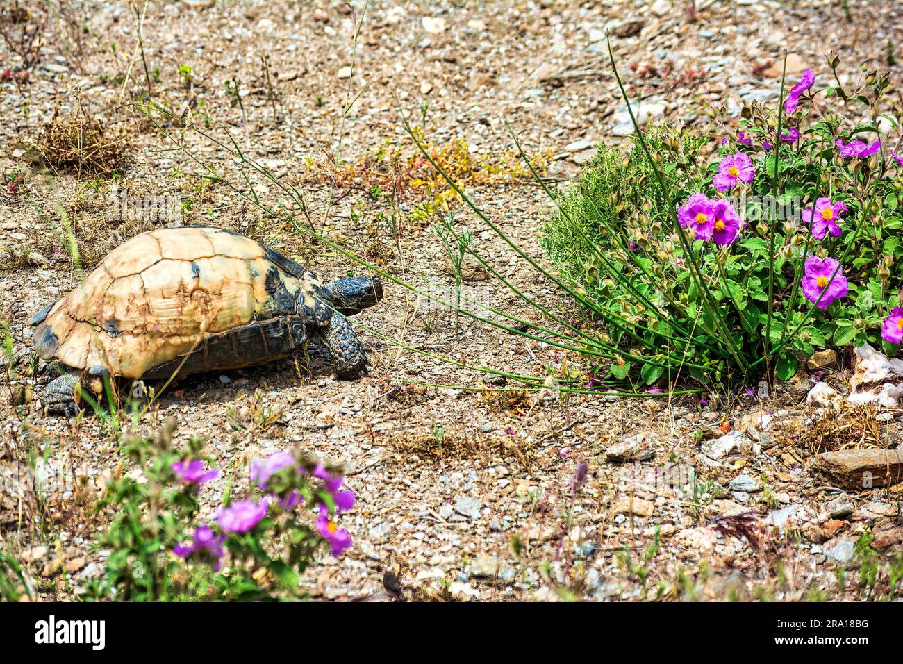 Close view of tortoise walking in the wild. Attica, Greece. Stock Photo