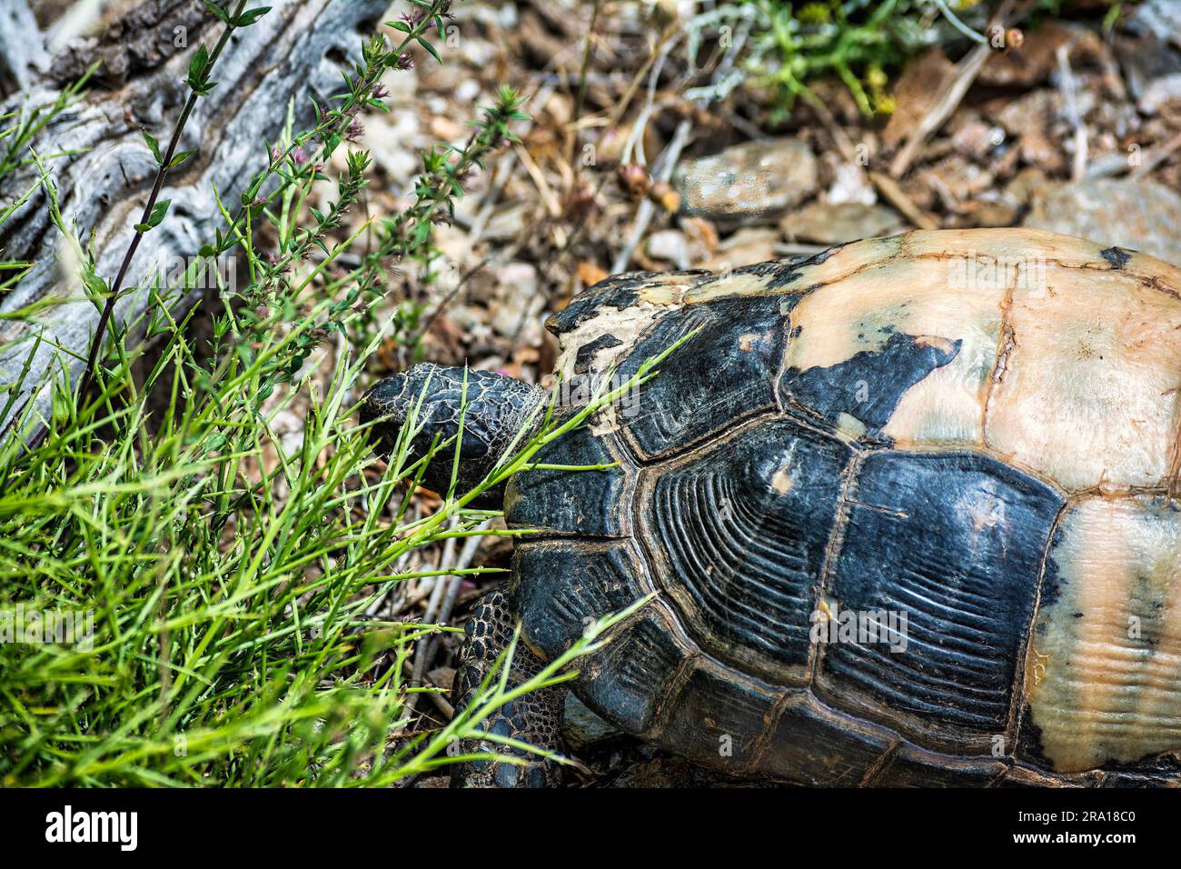Close view of tortoise walking in the wild. Attica, Greece. Stock Photo