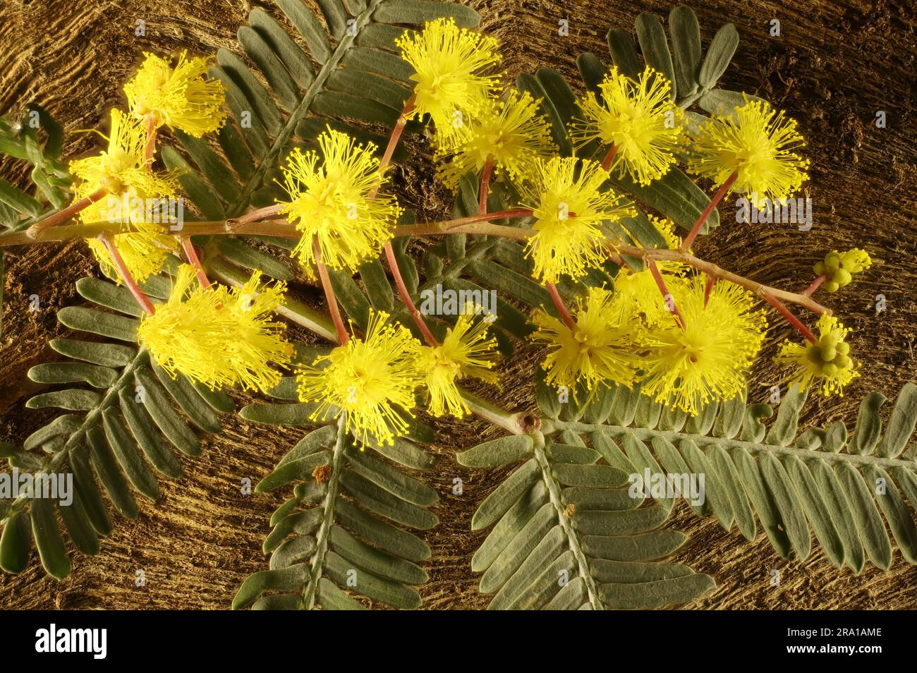 Isolated stem of Cootamundra Wattle (Acacia baileyana) flowers and foliage against bark. Australian native tree. Stock Photo