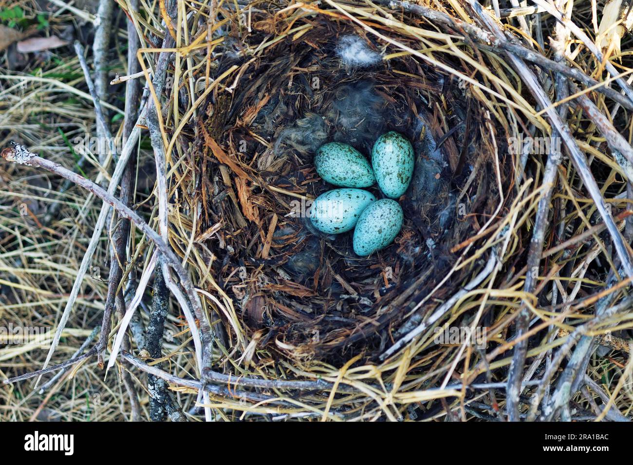 Nidology, study of birds nest. Hooded crow (Corvus cornix) nest. Clutch