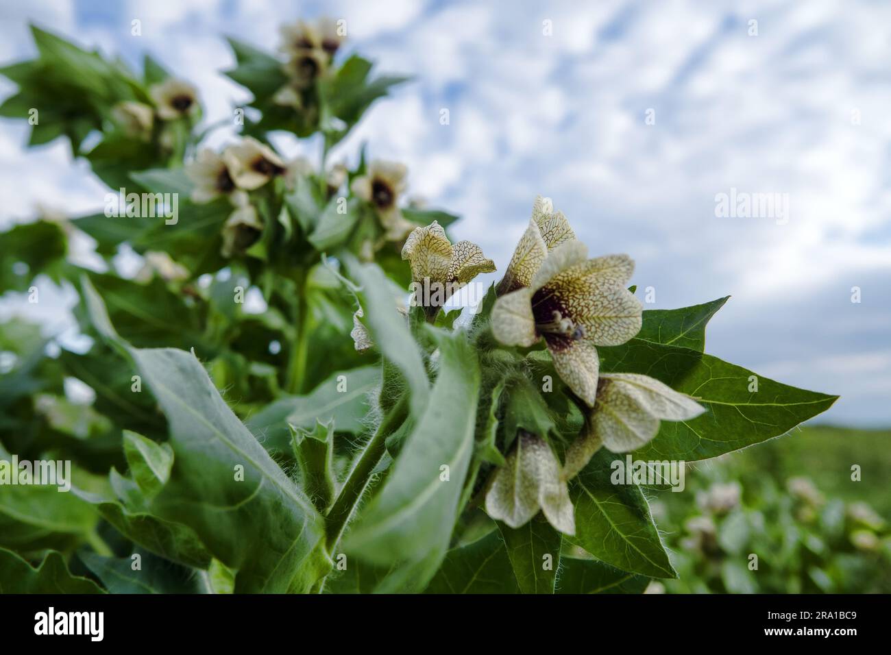 Black henbane (Hyoscyamus niger). Henbane thickets are used to obtain medicinal raw materials (vegetal resources and herbal substances in pharmaceutic Stock Photo