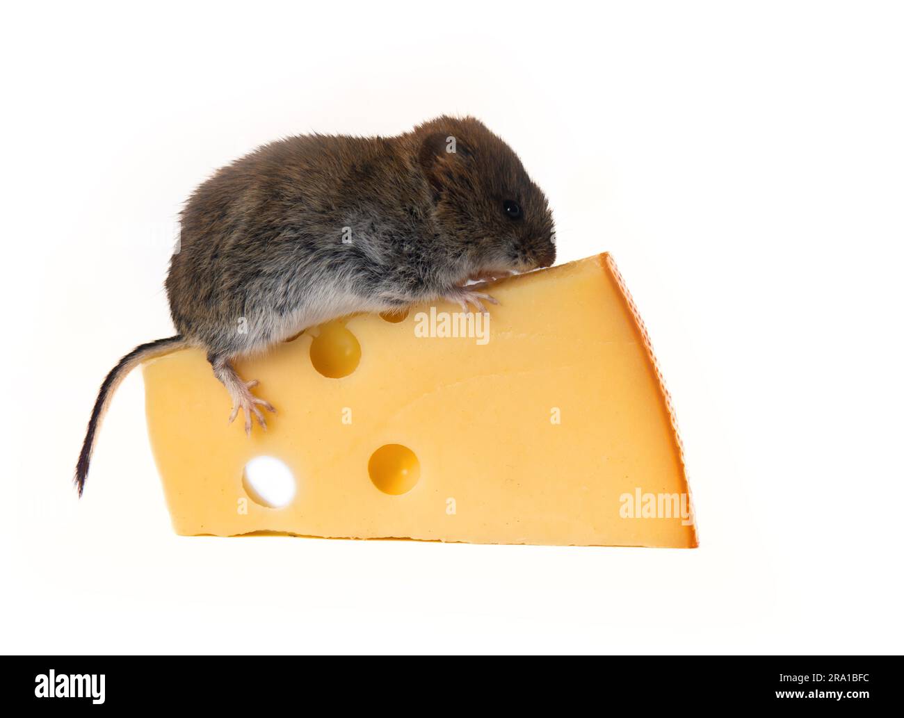 Mouselike rodents as malicious pests for humans. Mice and voles enter