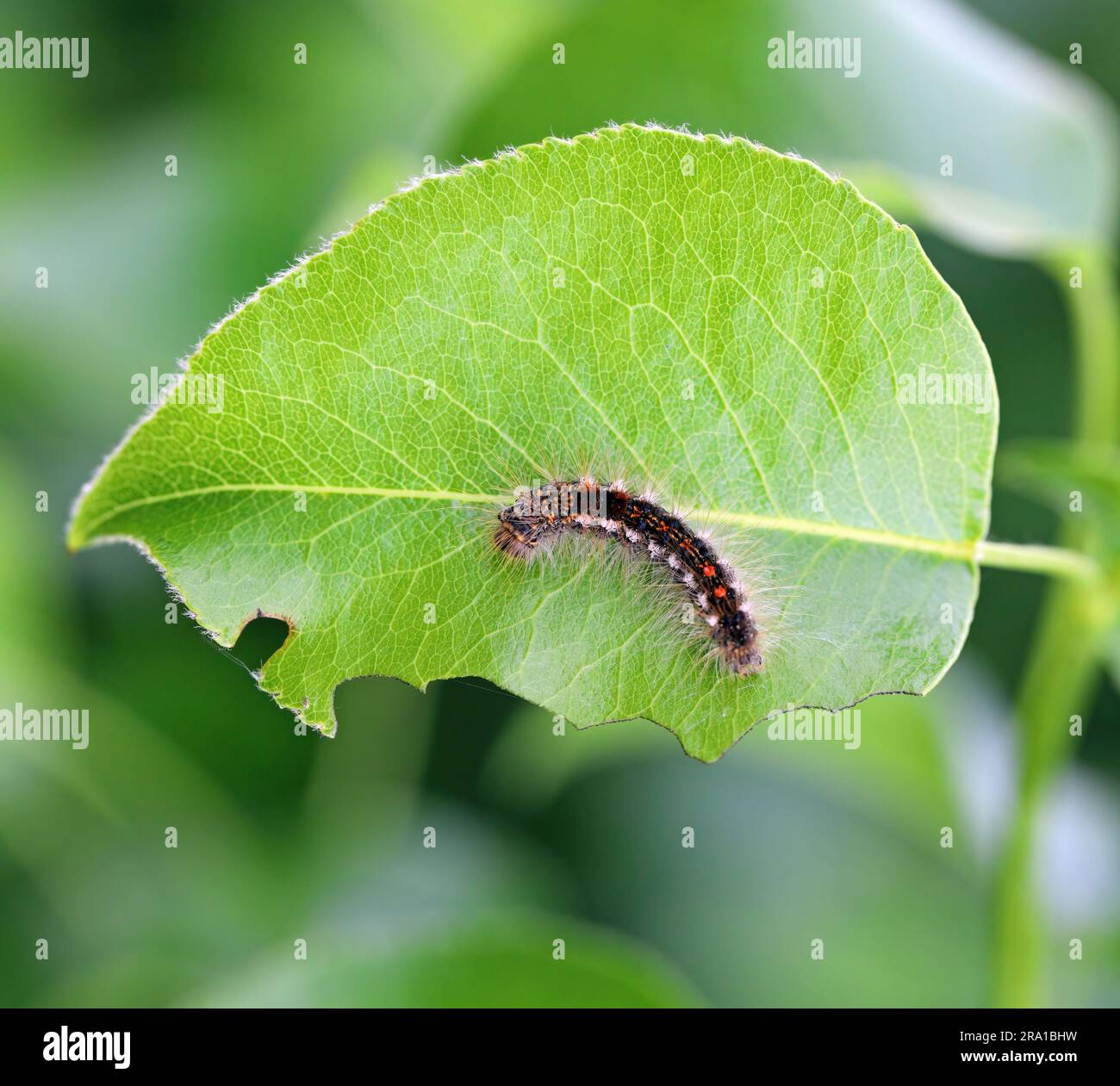 Brown-tail Moth Euproctis chrysorrhoea Caterpillar on the eaten leaf of a tree in the orchard. Stock Photo