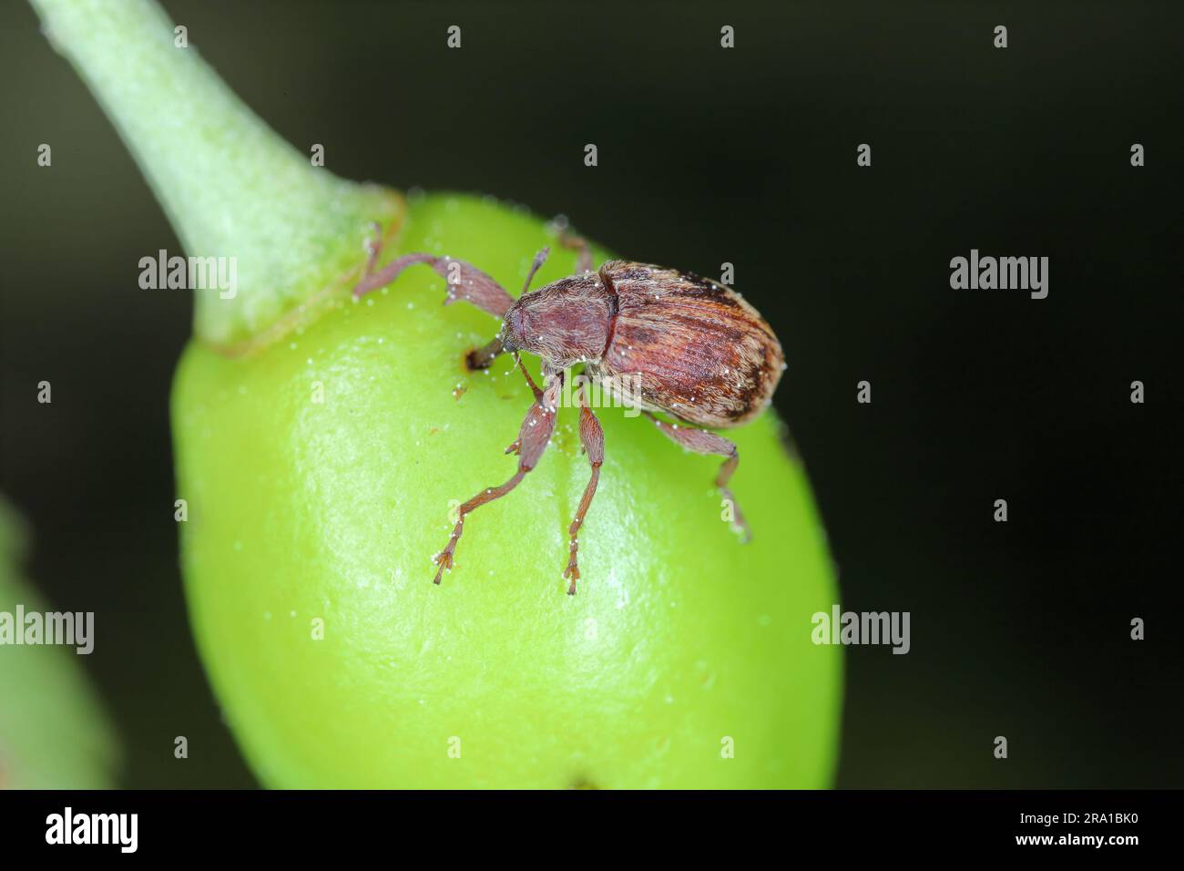 Anthonomus Furcipes rectirostris or cherry weevil, stone fruit weevil is a major pests of cherry trees Prunus avium, cerasus, mahaleb, padus, spinosa. Stock Photo