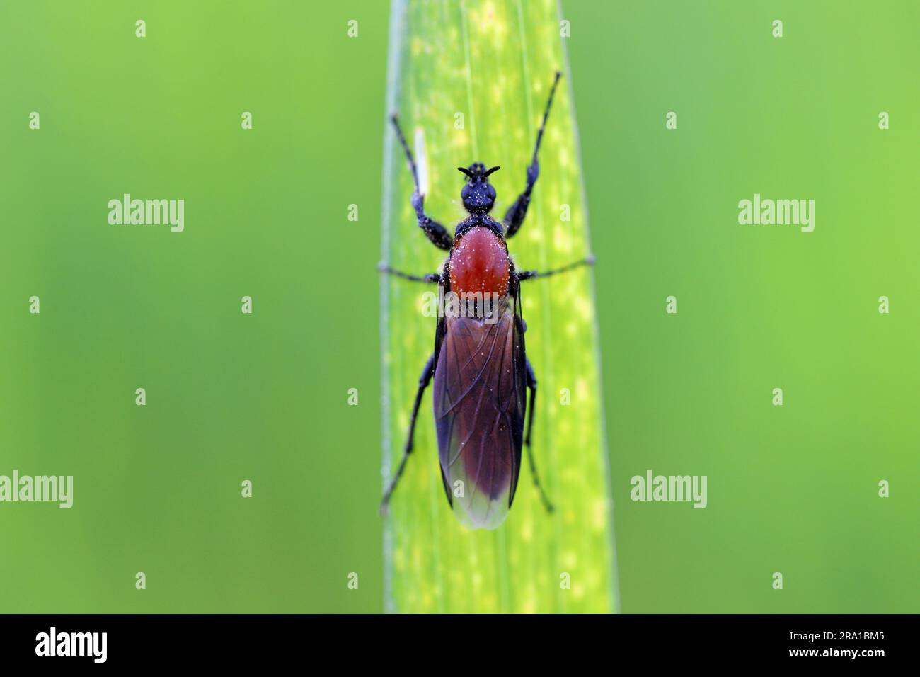Garden warbler, garden march fly on a wheat leaf. Larvae of this